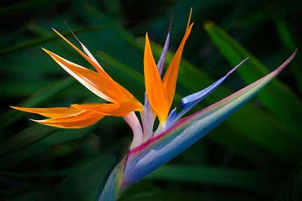 Bird of Paradise/Villa Madeleine